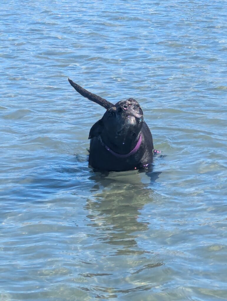 Jetta running in the water at Crescent Beach.