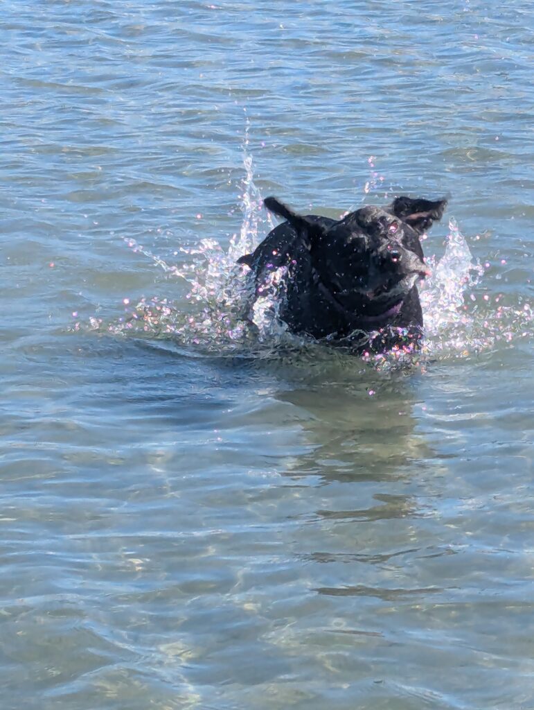 Jetta splashing in the water at Crescent Beach.