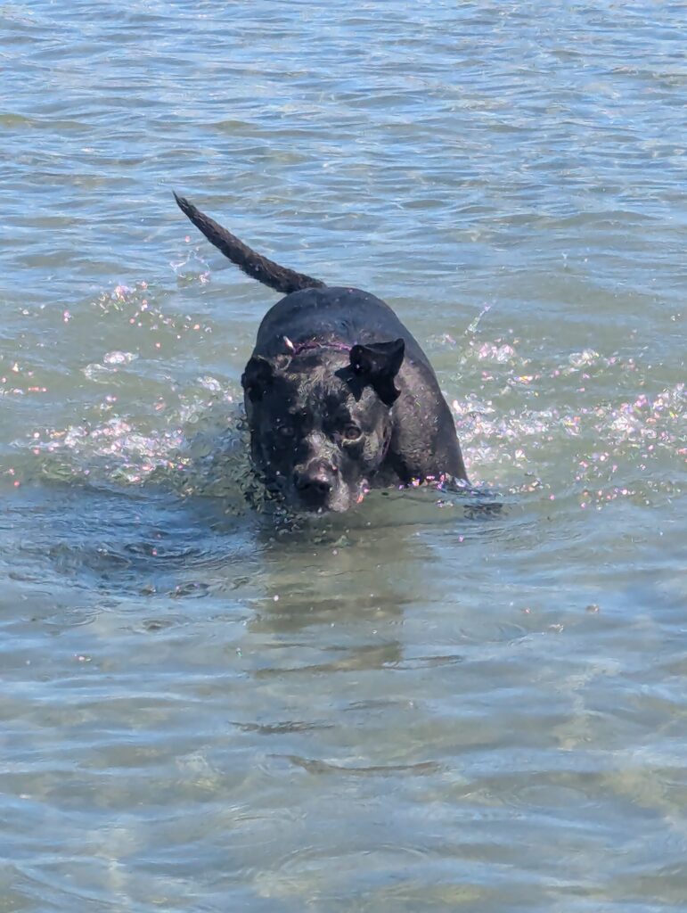 Jetta running in the water at Crescent Beach.