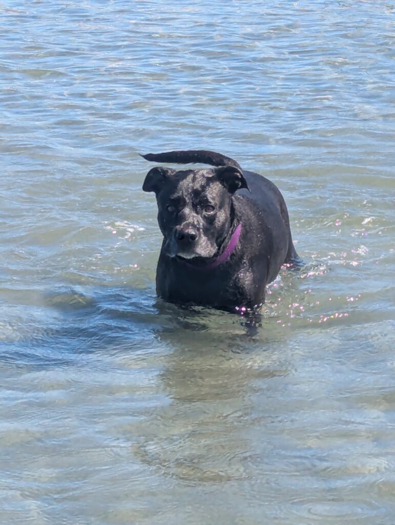 Jetta in the water at Crescent Beach.
