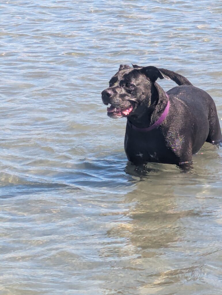 Jetta in the water at Crescent Beach.